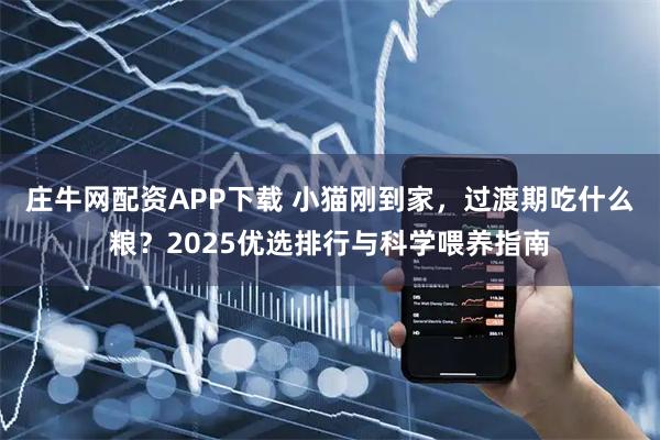 庄牛网配资APP下载 小猫刚到家，过渡期吃什么粮？2025优选排行与科学喂养指南